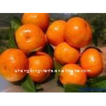 China (NUEVO) naranja fresca BAJO PRECIO